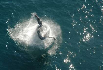 Baleine à bosse en Afrique du Sud