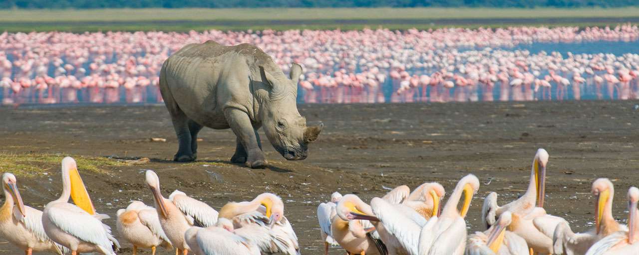 Safari au Kenya © Shutterstock - Javarman